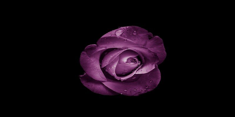 The Fundamental Aspects of Cremation Services